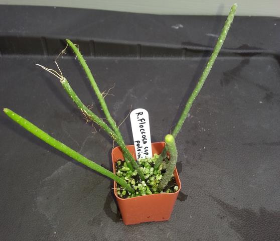 http://www.cloudjungle.com/cloudjungle/Cactaceae/Rhipsalis/Rhipsalis floccosa ssp pulvinigera.jpg